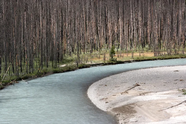 Yanan orman ve nehir — Stok fotoğraf