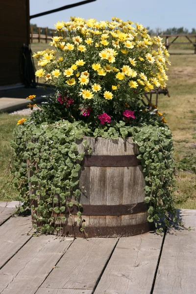 美しい黄色の花の装飾の古い木製の樽 — ストック写真