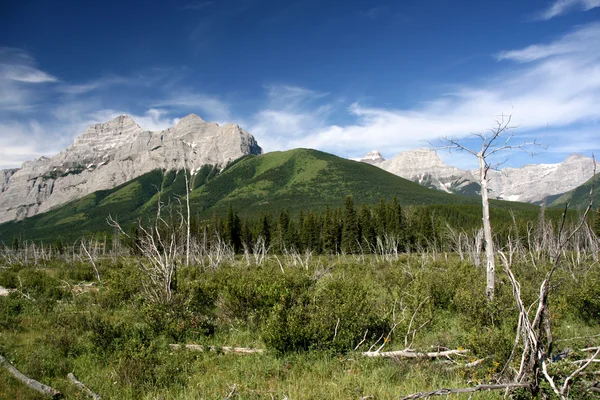 Wind Fallen Trees Blue Sky Rocky Mountains Typical Landscape Beautiful — Stock Photo, Image