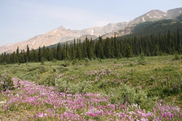 Weide Buurt Van Peytomeer Nationaal Park Banff Canada — Stockfoto