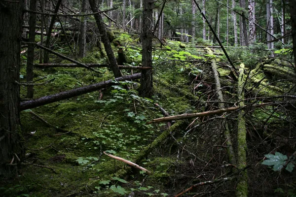 Floresta escura — Fotografia de Stock