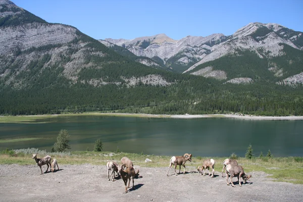 Kudde Van Wilde Rotsachtige Berg Dikhoornschaap Typische Weergave Canadese Rockies — Stockfoto