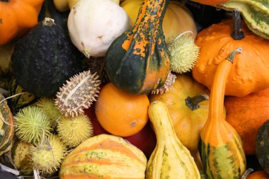 Autumn harvest at a market in Italy - various squashes and pumpkins including zucchini, yellow crookneck squash and cucurbita clipart