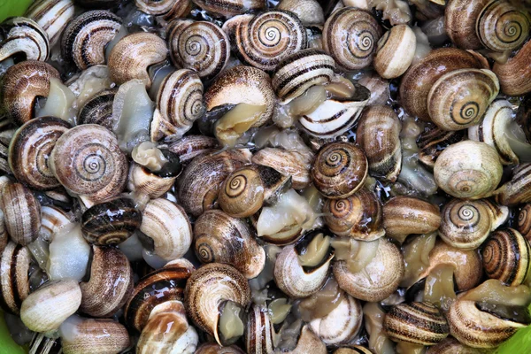 Edible Snails Grocery Street Market View Granada Spain — Stock Photo, Image