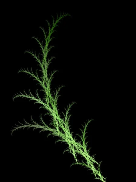 Plant fractal — Stock Photo, Image