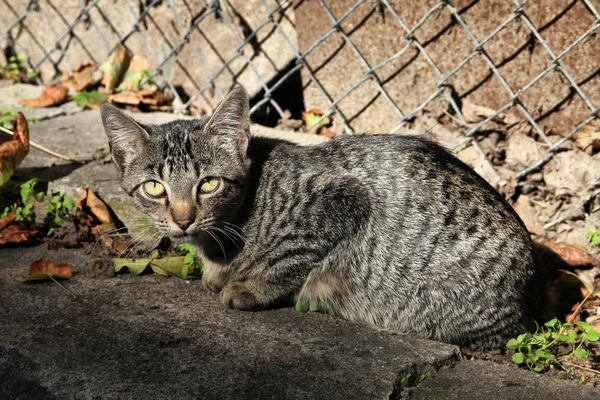 ホームレス トラ猫太陽の下でリラックスできます 灰色の国内猫 — ストック写真