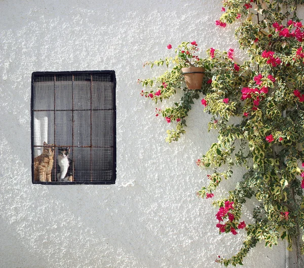 Fensterkatzen Stockbild