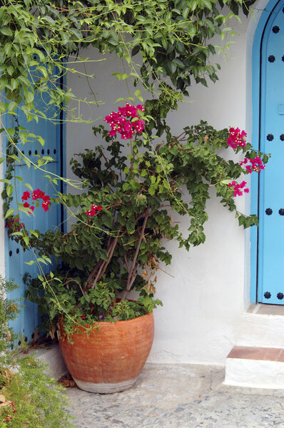Potted flowers in a village in Andalusia, Spain