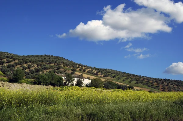 Landschaft Mit Grünen Und Gelben Feldern Andalusien Spanien — Stockfoto
