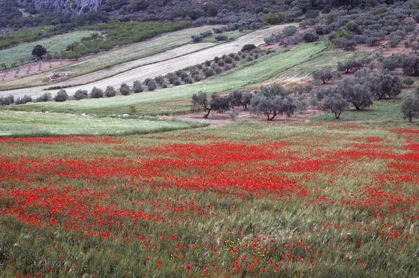 Field of Poppies, Papaver rhoeas — Stock Photo, Image