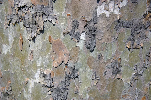 Textura Starých Stromů — Stock fotografie
