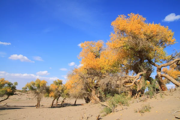 Altın sarı sonbahar kavak ağaçları — Stockfoto