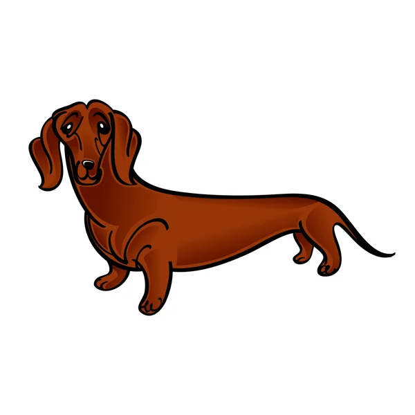 Cão dachshund — Vetor de Stock