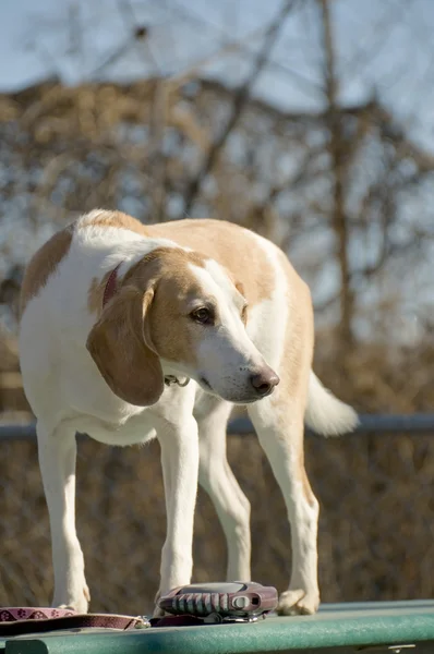 Beagle cățeluș harrier — Fotografie, imagine de stoc