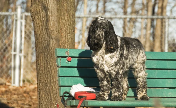 Springer spaniel cão — Fotografia de Stock