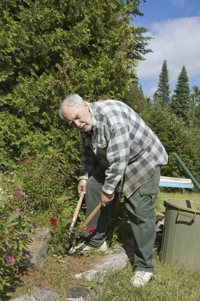 Senior tuinman en rozen — Stockfoto