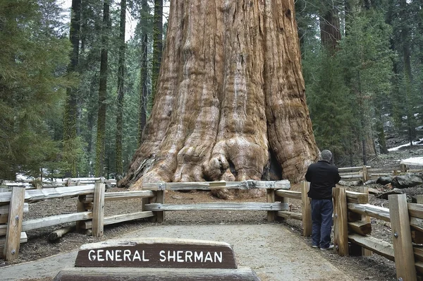 Giant Sequoia — Stock Photo, Image