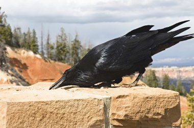 Raven close-up clipart