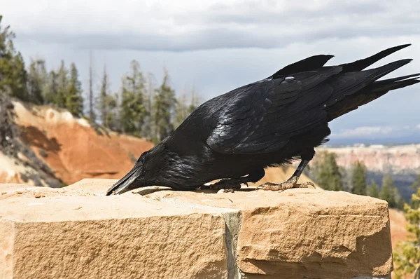 Primo piano di Raven — Foto Stock