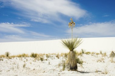 Desert plant clipart