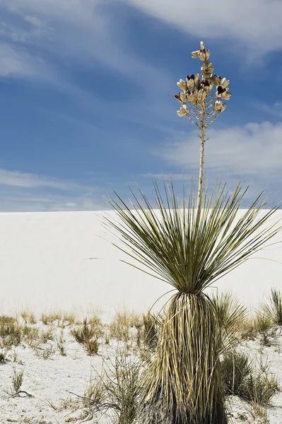 White Sands nationale parken plant — Stockfoto