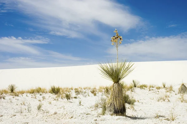 Woestijn plant — Stockfoto