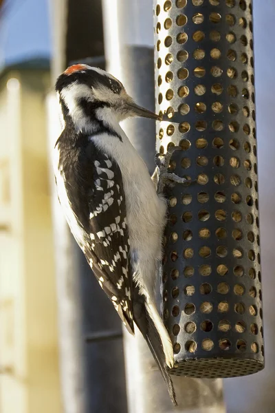 Hairy woodpecker — Stock Photo, Image
