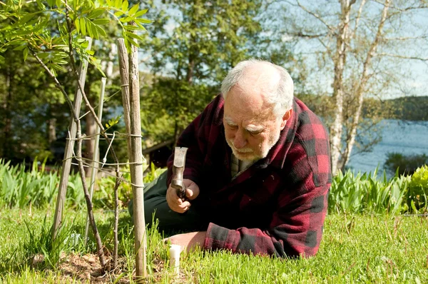 Senior taking care of trees — Stok fotoğraf
