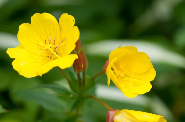 Stock image Macro yellow flower