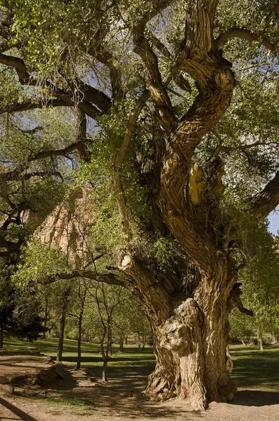 Gnarly tree — Stock Photo, Image