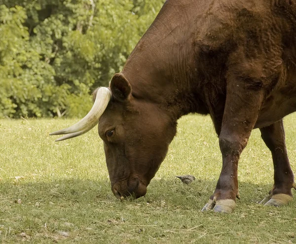 Bison Flytta Uppodlad Låg Fett Kött Washington Usa — Stockfoto