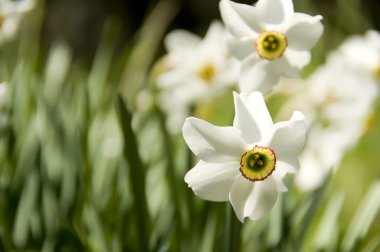 Narcissus flower clipart