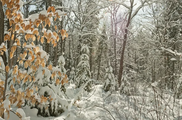 Neve sobre árvores de Natal — Fotografia de Stock