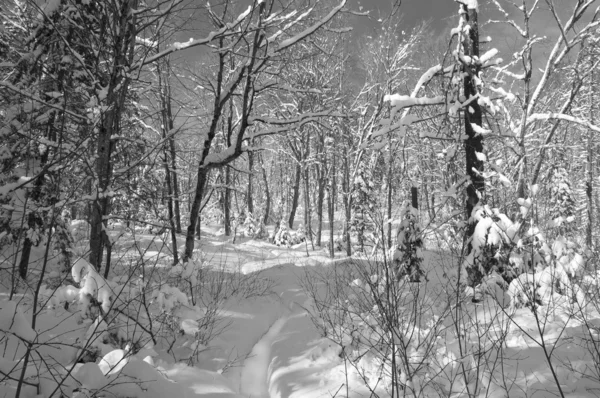 冬天在黑色和白色的场景 — 图库照片