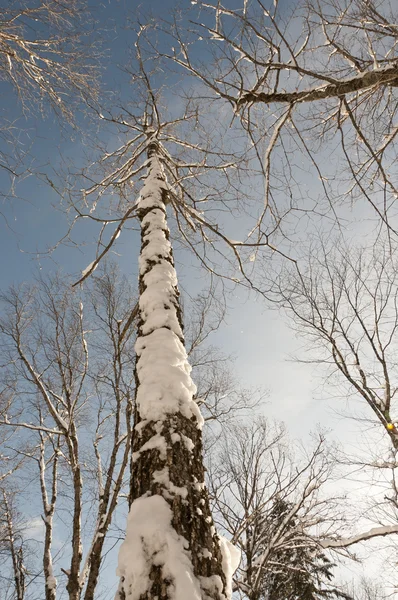 Wysokie drzewa pokryte śniegiem — Zdjęcie stockowe
