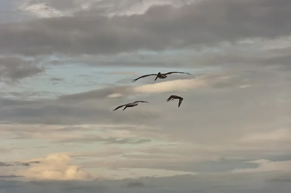 Облачный пейзаж с пеликанами — стоковое фото