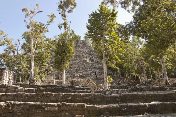 Coba Mayan rauniot luonnonkaunis näkymä — kuvapankkivalokuva