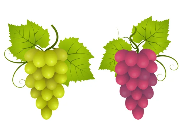 Grape. — Stock Vector