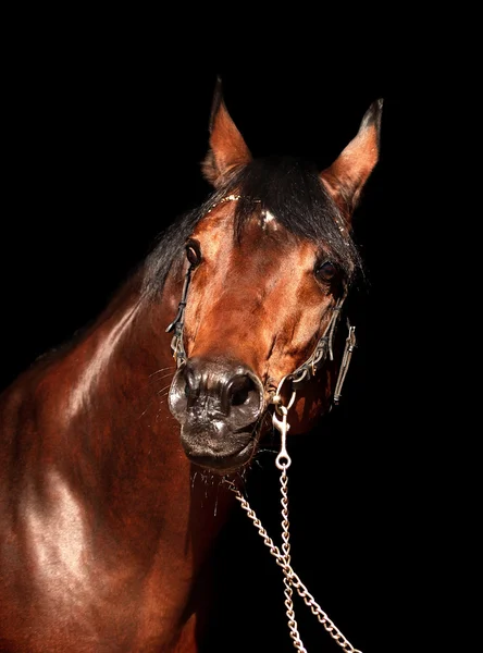黒の背景上に分離されて美しい trakener 種馬の肖像画 — ストック写真