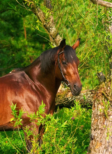 Retrato de cavalo da baía perto da árvore — Fotografia de Stock
