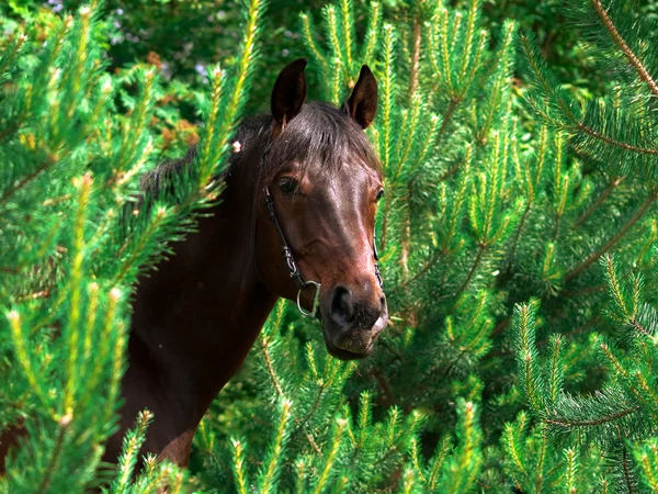 Portrait of bay horse in pinetree — Stock Photo, Image