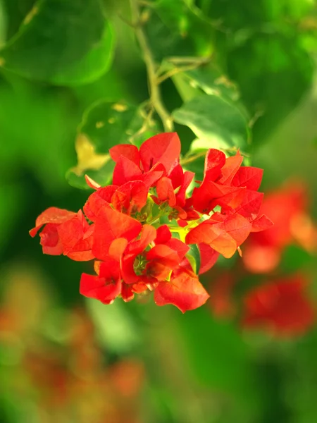 Vackra tropiska röd blomma — Stockfoto