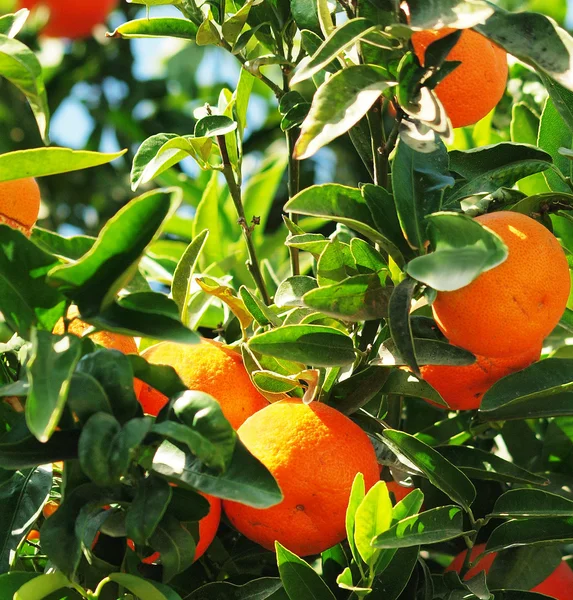 Megérett finom mandarin a fa — Stock Fotó