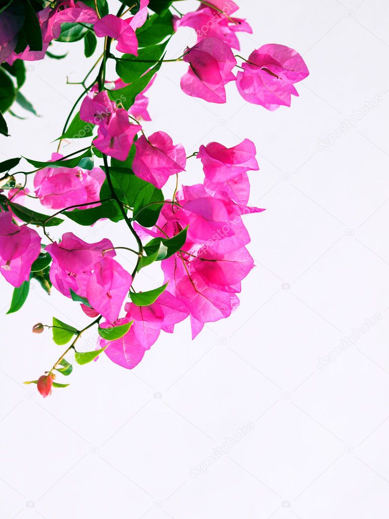 Beautiful pink exotic flower oh white background