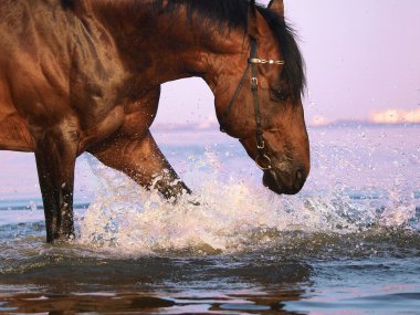 Splashing bay horse clipart