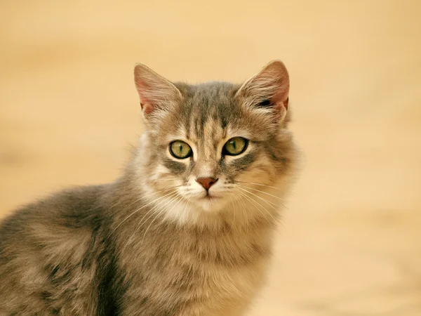 Мягкий портрет мехового кота — стоковое фото