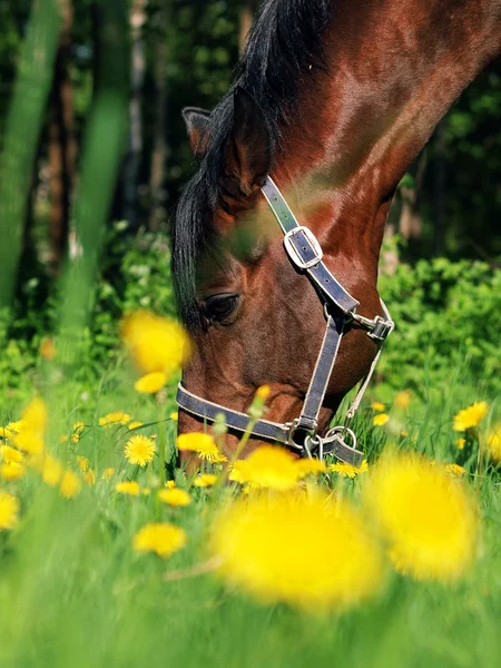 Pferd auf der Blumenwiese — Stockfoto