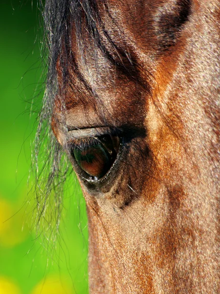 馬の美しい目 — ストック写真