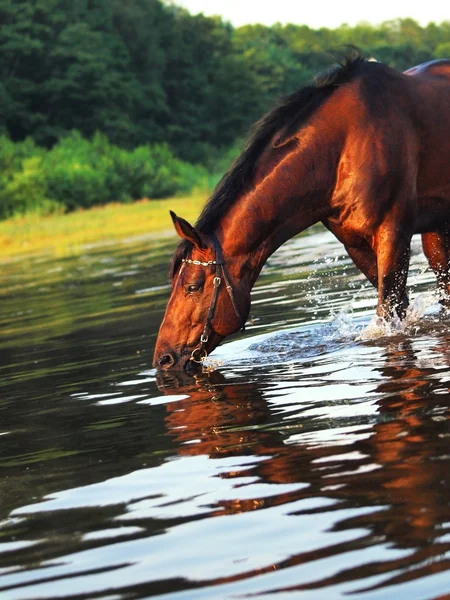 Drinken baai paard — Stockfoto