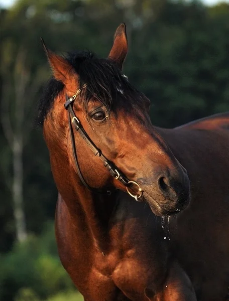 Kvällen porträtt av bay hästen — Stockfoto
